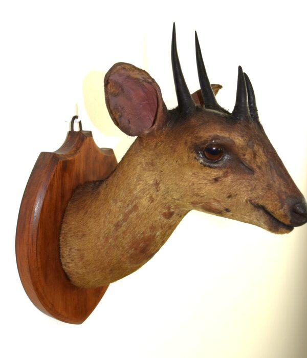 Taxidermy Four-horned Antelope Head Mount - Image 7