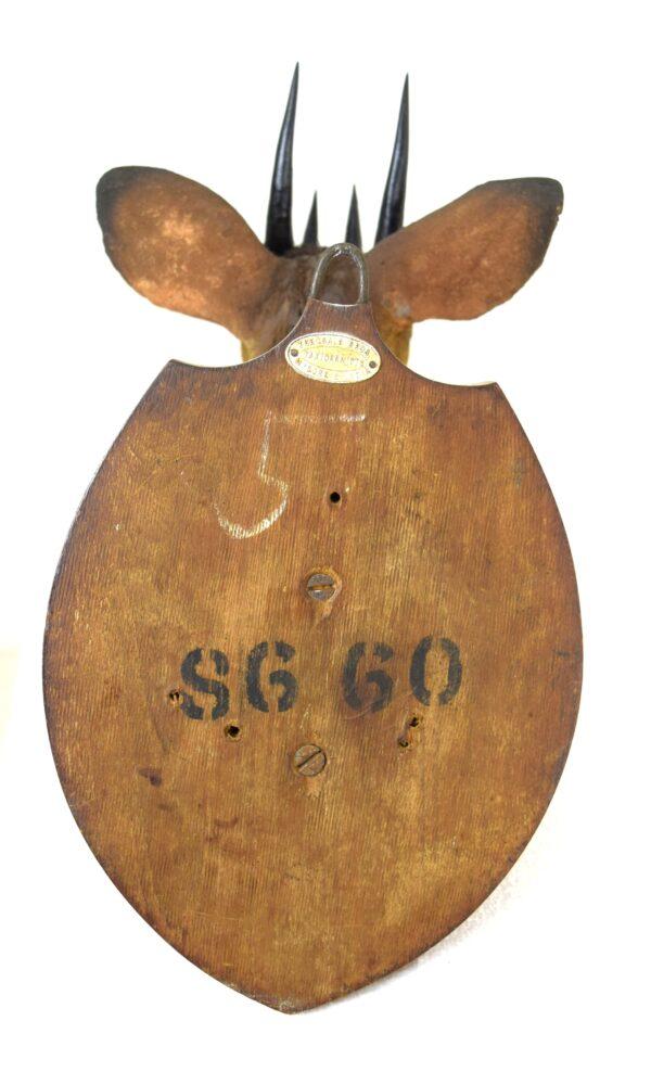Taxidermy Four-horned Antelope Head Mount - Image 8