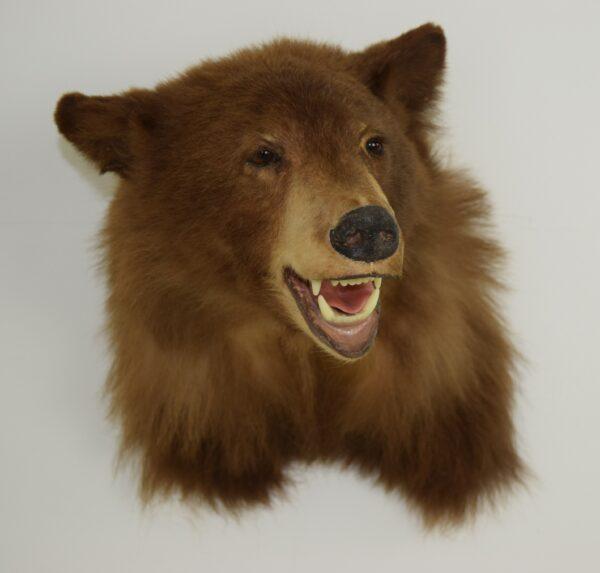 Taxidermy American Black Bear Head Mount