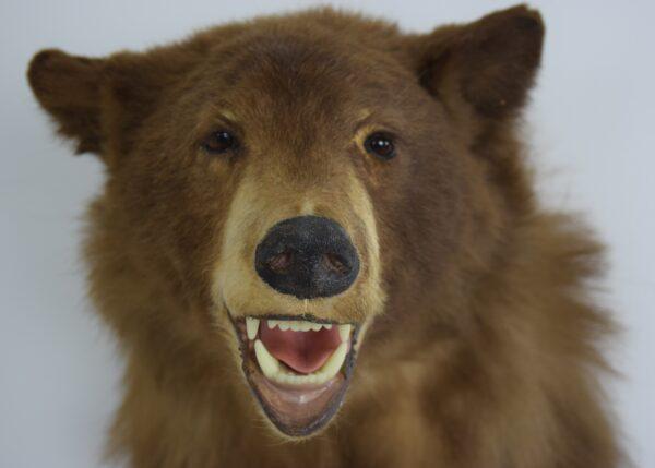 Taxidermy American Black Bear Head Mount - Image 2