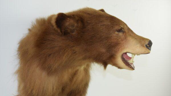 Taxidermy American Black Bear Head Mount - Image 4