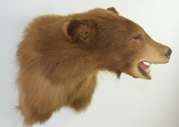 Taxidermy American Black Bear Head Mount - Image 5