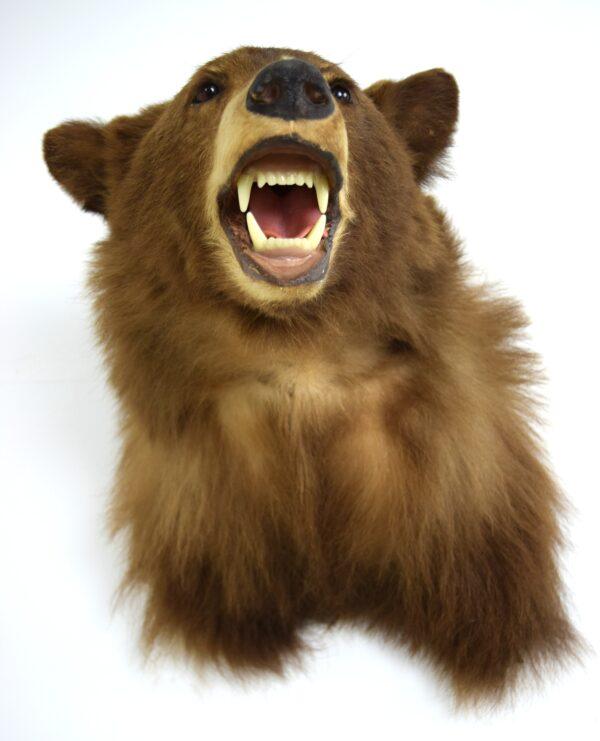 Taxidermy American Black Bear Head Mount - Image 6