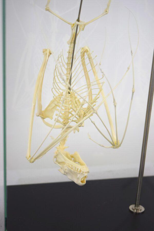 Skeleton Hammer-headed Fruitbat - Image 2