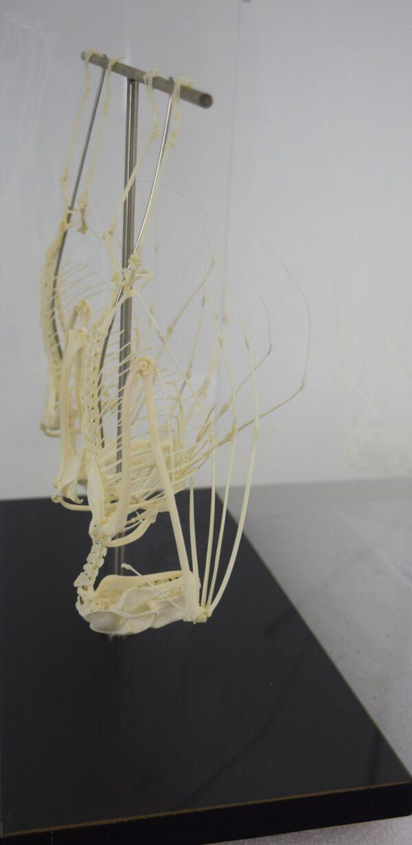 Skeleton Hammer-headed Fruitbat - Image 4