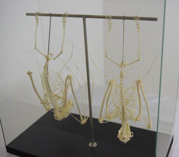 Skeleton Hammer-headed Fruitbat - Image 5