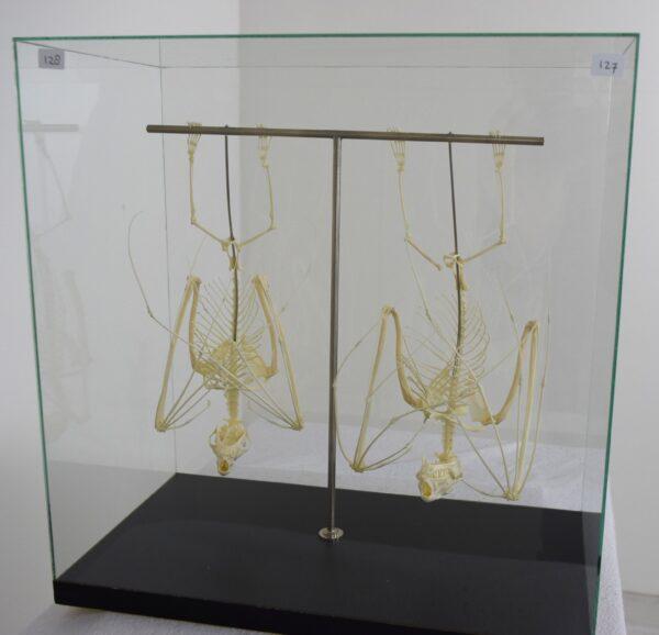 Skeleton Hammer-headed Fruitbat - Image 6