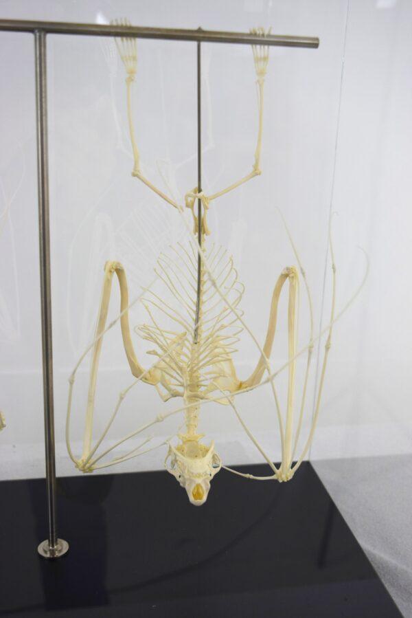 Skeleton Hammer-headed Fruitbat - Image 3