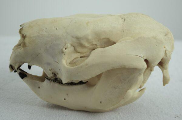 Skull Victoria Koala Bear