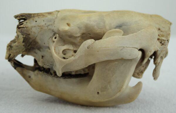 Skull New South Wales Koala Bear