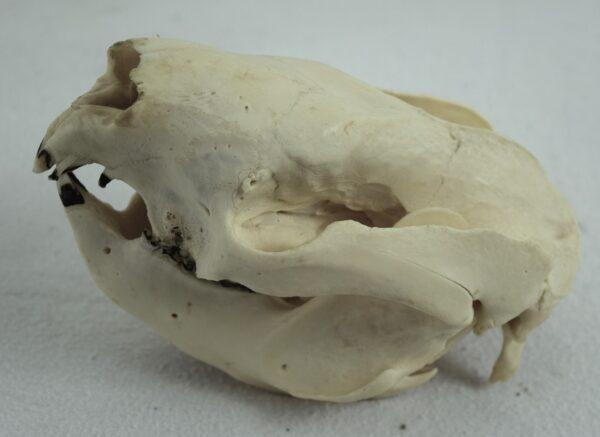 Skull Victoria Koala Bear - Image 2