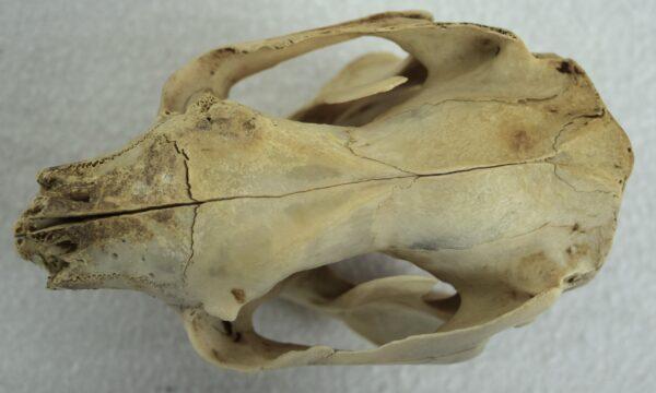 Skull New South Wales Koala Bear - Image 2