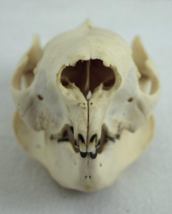 Skull Victoria Koala Bear - Image 3