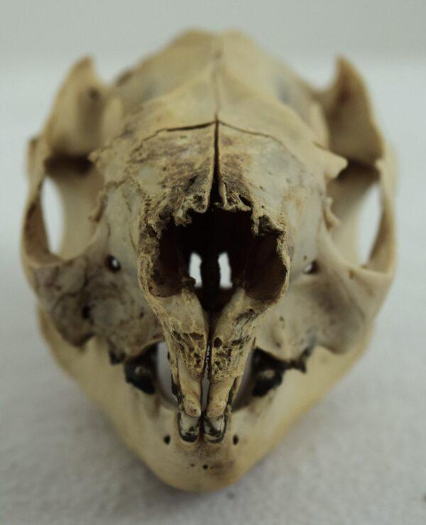 Skull New South Wales Koala Bear - Image 3