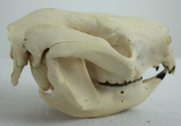 Skull Victoria Koala Bear - Image 4