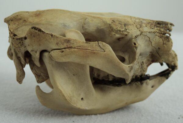 Skull New South Wales Koala Bear - Image 4