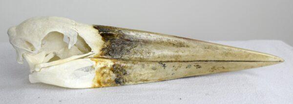 Skull Marabou Stork