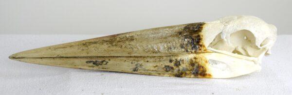 Skull Marabou Stork - Image 2