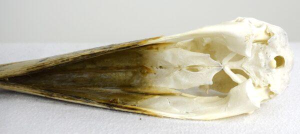 Skull Marabou Stork - Image 3