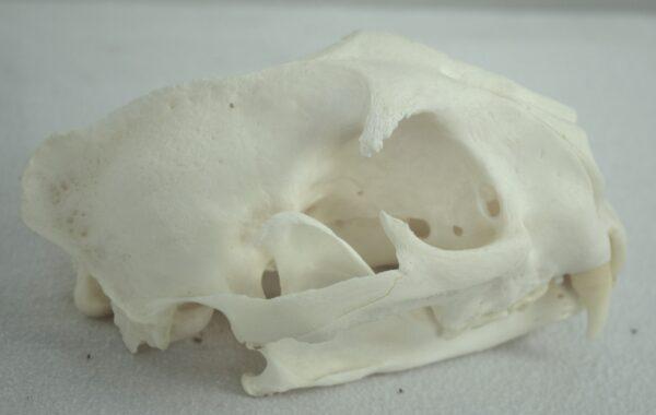 Skull Puma - Image 3