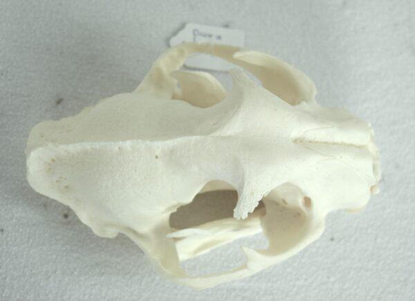Skull Puma - Image 4
