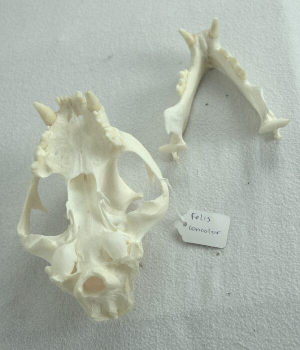 Skull Puma - Image 5