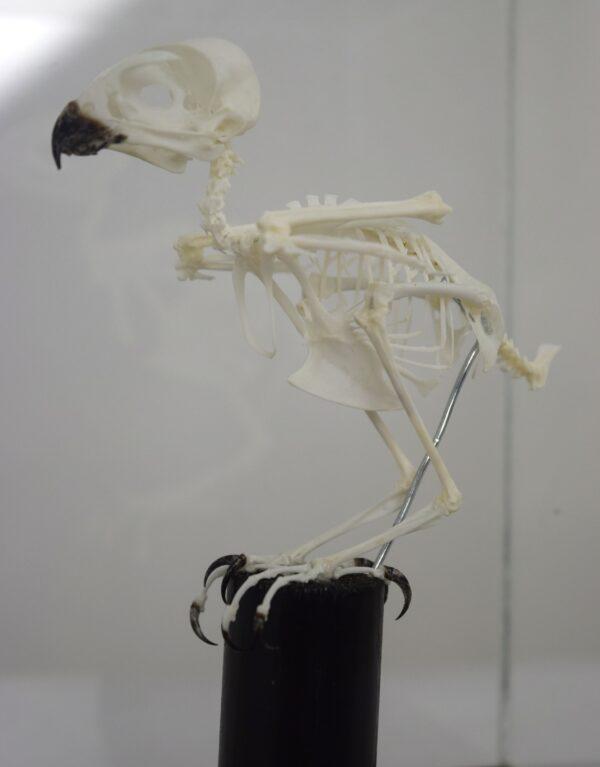 Skeleton African Pygmy Falcon