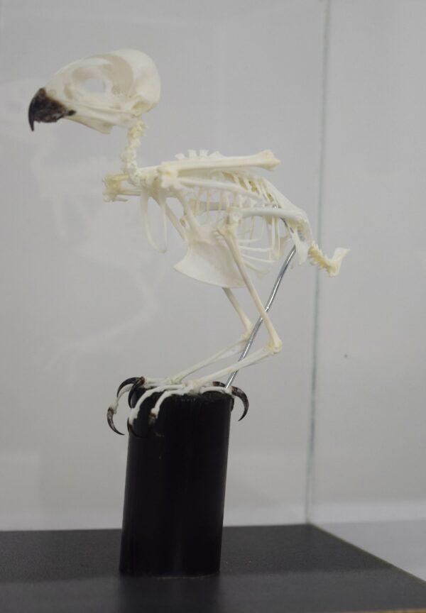 Skeleton African Pygmy Falcon - Image 4