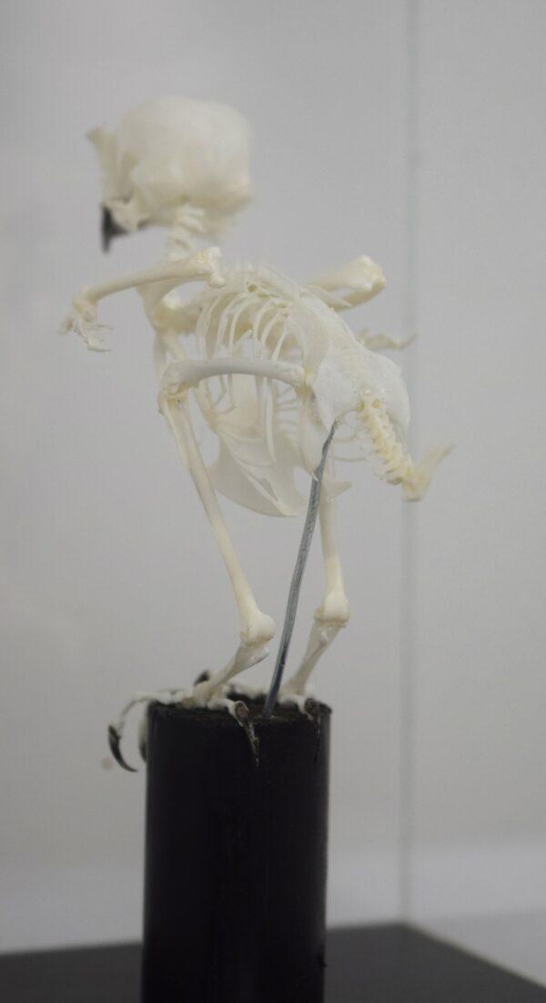 Skeleton African Pygmy Falcon - Image 5