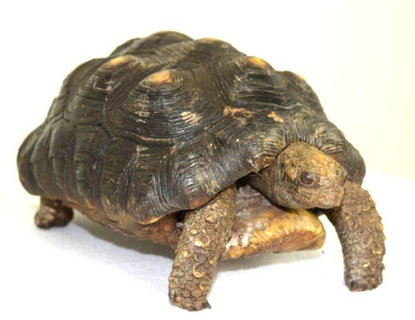 Taxidermy  Spurred Tortoise