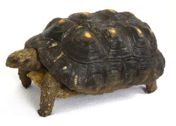 Taxidermy  Spurred Tortoise - Image 2