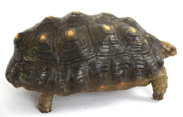 Taxidermy  Spurred Tortoise - Image 3