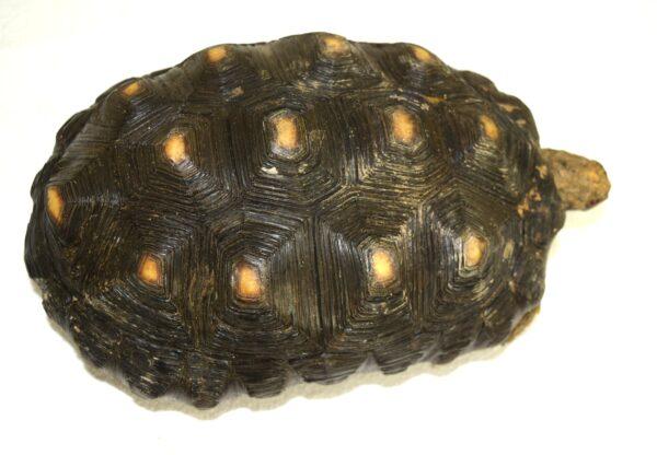 Taxidermy  Spurred Tortoise - Image 4