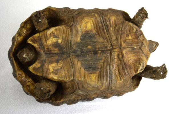 Taxidermy  Spurred Tortoise - Image 5
