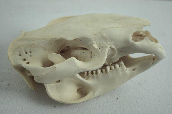 Skull Australian Common Wombat