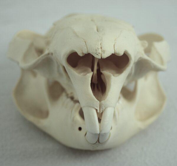 Skull Australian Common Wombat - Image 2