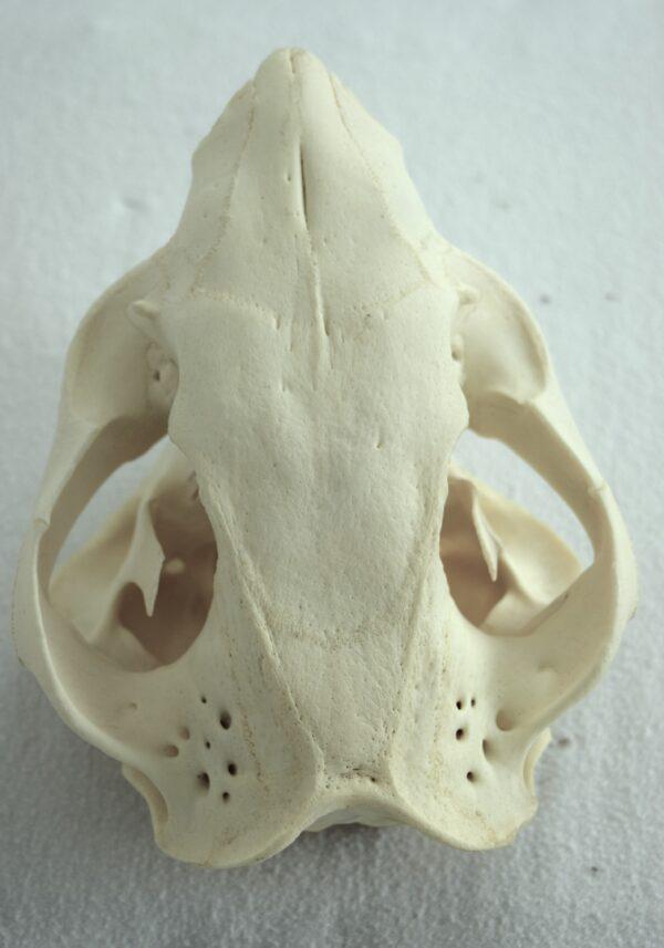Skull Australian Common Wombat - Image 4