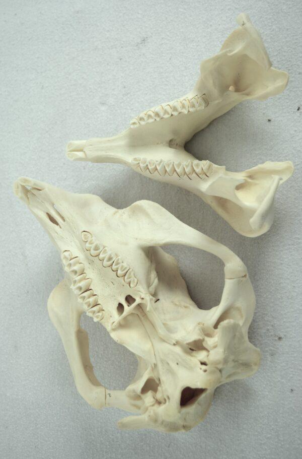 Skull Australian Common Wombat - Image 5