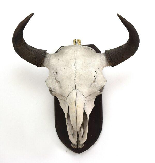 Skull and Horns American Bison