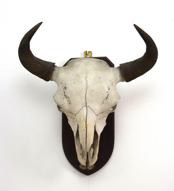 Skull and Horns American Bison - Image 2