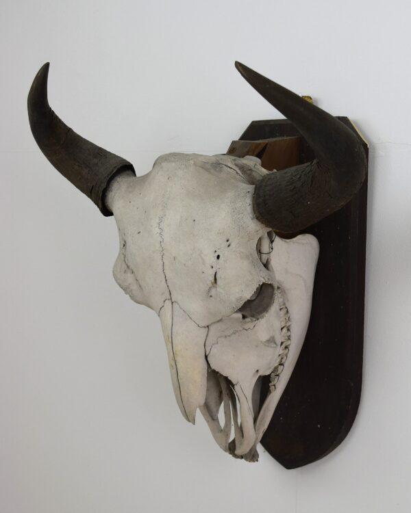 Skull and Horns American Bison - Image 3