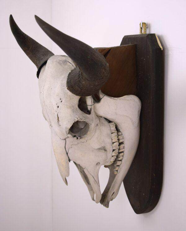 Skull and Horns American Bison - Image 4