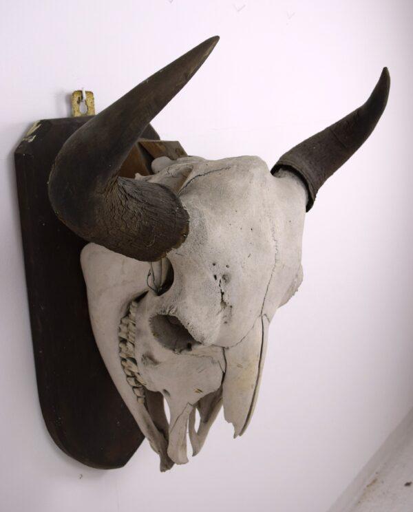 Skull and Horns American Bison - Image 5