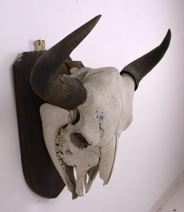 Skull and Horns American Bison - Image 6