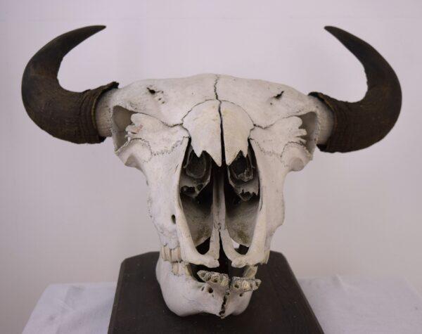 Skull and Horns American Bison - Image 7