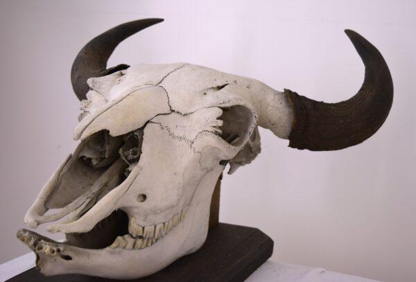 Skull and Horns American Bison - Image 8