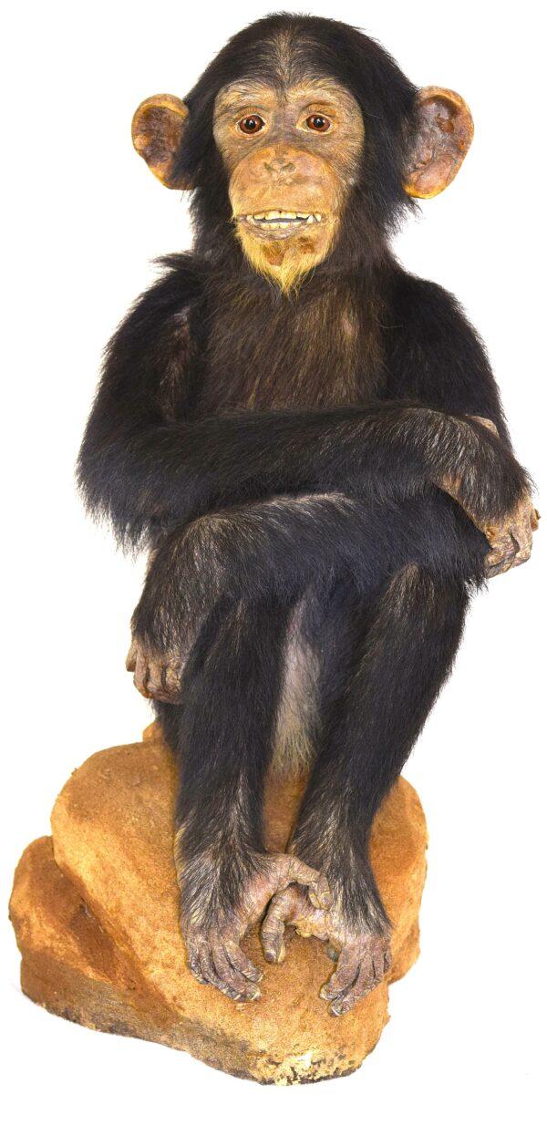 Taxidermy Chimpanzee