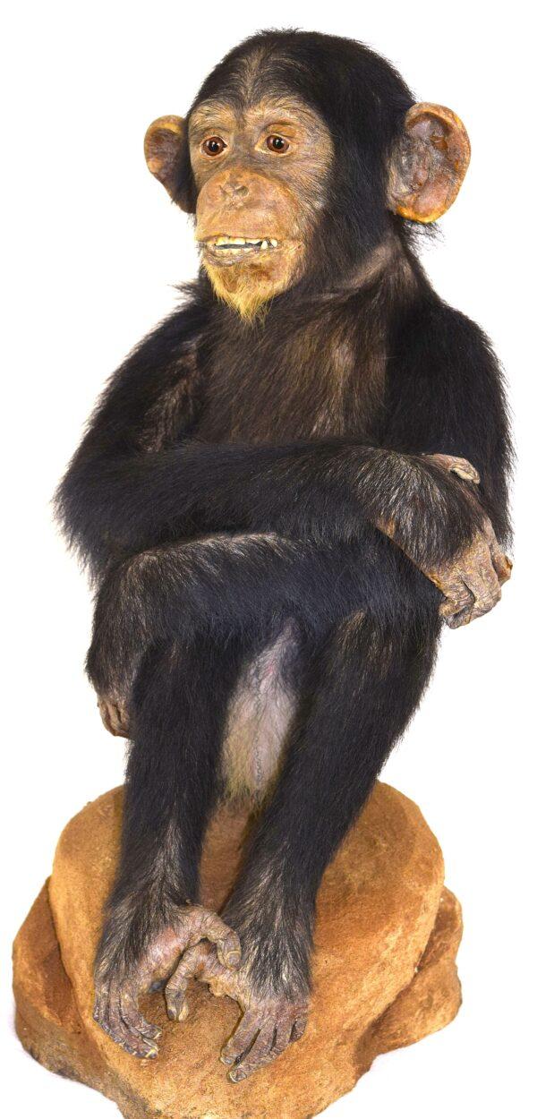 Taxidermy Chimpanzee - Image 2