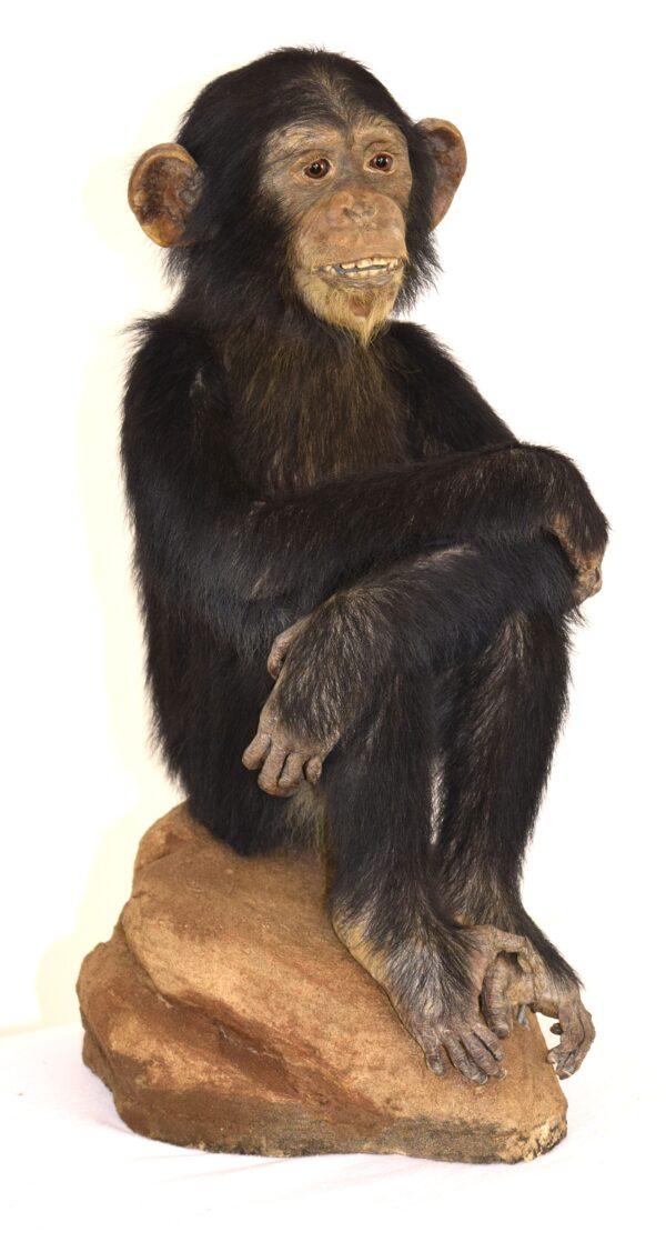Taxidermy Chimpanzee - Image 3