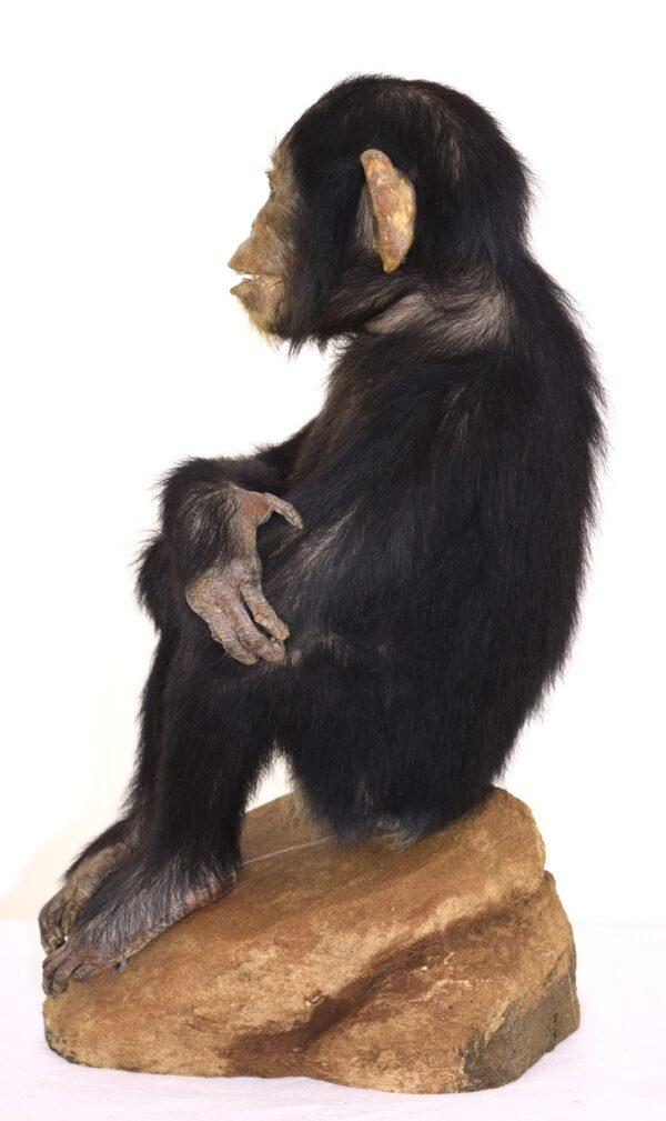 Taxidermy Chimpanzee - Image 4